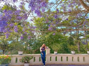 "10 điểm check-in hoa phượng tím Đà Lạt không thể bỏ lỡ trong chuyến du lịch" 5