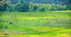 Vườn quốc gia Lò Gò Xa Mát - vẻ đẹp bí ẩn của đại ngàn Tây Ninh 11