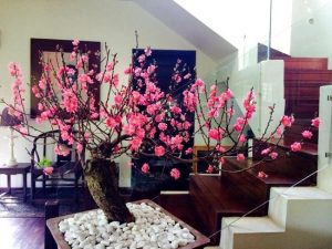 Những nguyên tắc phong thủy quan trọng khi trang trí cây cảnh và hoa tươi trong nhà ngày Tết 2