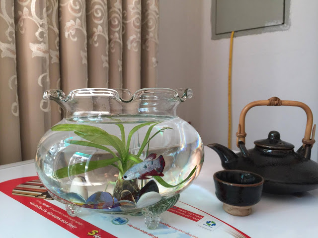 Bể cá thủy tinh tròn thấp với thiết kế độc đáo, tạo điểm nhấn cho không gian