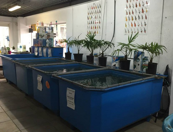 Tank nhựa vẫn rất hữu ích trong nhiều trường hợp nuôi Koi
