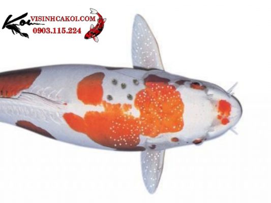 Cá Koi bị bệnh đốm trắng