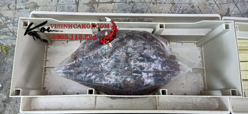 Nham thạch đỏ giúp nuôi vi sinh và lọc nước hiệu quả