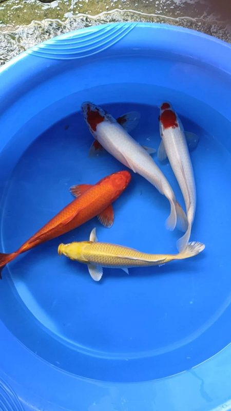 Hình ảnh cá Koi F1 Tancho với vòng tròn đỏ trên đỉnh đầu